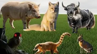 Beautiful Farm Animals in Nature | Calm & Cute Animal Moments