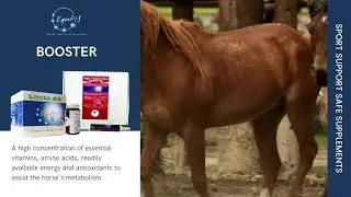 Premium feeding supplements through high purity grades, innovation and efficiency | Equi4s