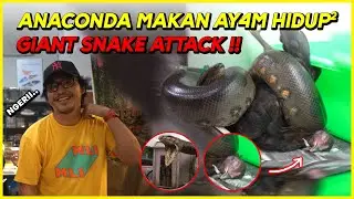 GANAS ! ANACONDA ULAR TERBESAR DI DUNIA TELAN 4Y4M HIDUP-HIDUP !