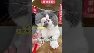 Cat medicine feeder #cat #petpet #catlover