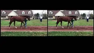 Accelerate with DeeplabCut
