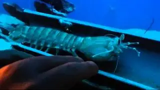 Save The Bay Aquarium - Narragansett Bay