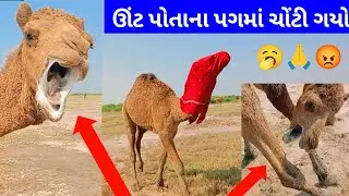 ઊંટ પોતાના પગમાં ચોંટી ગયો | camel funny video animals @animalskeshorts | new video animals 2025