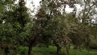 Apple varieties Tremlett's Bitter and Yarlington Mill