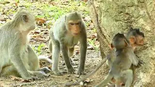 Pity Baby Monkey ADA SO Hungry | Mom Weaning Baby Monkey | Baby Monkey Videos