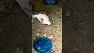 Teetar ki breeding season 2023/Teetar Baby #baby #breeding #shorts