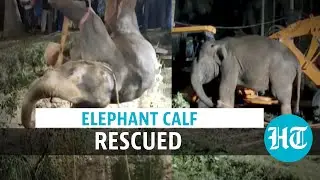 Watch: Elephant calf rescued from deep well in Tamil Nadu after 14 hours