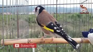 pintassilgo portugu&ecirc;s 😁