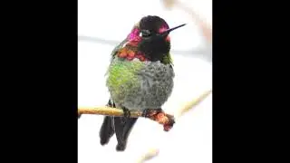 Glorious Changing Colors for Male Anna's Hummingbird
