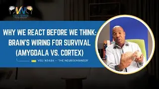 Why We REACT Before We THINK or RESPOND: Brain's Wiring for Survival (Amygdala vs. Cortex)