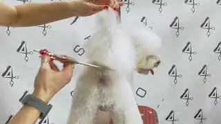 COME TOELETTARE LA CODA DEL BARBONE IN 3 PASSAGGI
