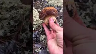 2 часть. Осенний ASMR. Сколько грибов насчитали? #nature #forest #food #wildlife #survival #asmr