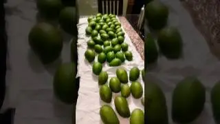 Harvsted mangoes frm my homegarden #momsmagichand #nature #homegarden #organicgreens #naturesbasket