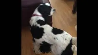 The Ultimate dog race