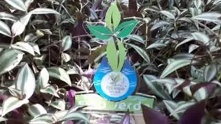 PR&Ecirc;MIO SELO VERDE da Pastoral da Ecologia Integral do Regional Sul 2