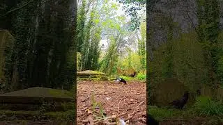 Magpie Fight, Mad Squirrel Chase, Rook and Crows / Trail Cam / Cemetery Wildlife 4K