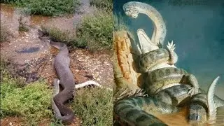 Ular terbesar di dunia