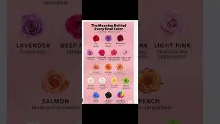 Every  colour  roses meaning s