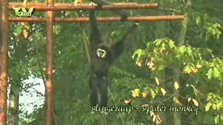 Meet the Spyder Monkey - Slingeraap of De Bosduivel