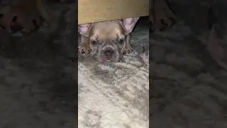 Curious puppy 🥹😍❤️ #shorts #youtubeshorts #youtube