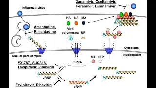 Antiviral agents; drugs that inhibit the replication or spread of viruses