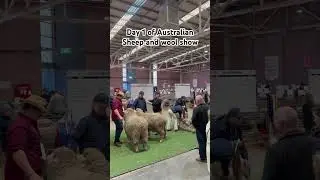 Biggest sheep and wool show in Australia 2025