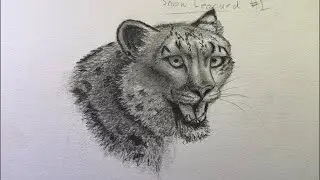 Sketching Snow Leopards Pt 3 - Practice Drawing Live Stream