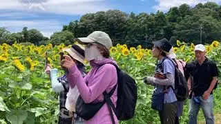 「あけぼの山農業公園　ひまわりウォーク」2025年７月20日