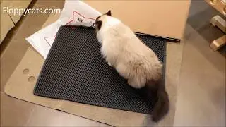 Cat Litter Mat Black Hole: Blackhole Cat Litter Mat Extra Large Unboxing Review Video - Floppycats
