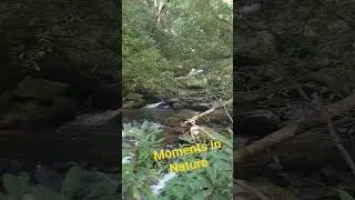 Moments in Nature Hemlock Falls #experiencenature