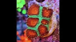 #favia #coralreef #korallen