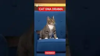 Cat DNA Drama! 🐱 Father Cat Says &lsquo;NOT THE DAD!&rsquo; | Funny Talk Show Moment #shortsbeta