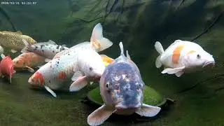 Underwater 4K of my Koi Pond in UK Winter