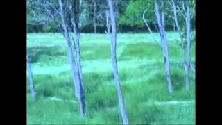 نیما یوشیج - تو را من چشم در راهم Nima Yushij