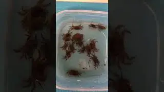 OMG! 🦀 #foryou #foryoupage #oregon #jakepnw#JacobColvin#jake.pnw#short