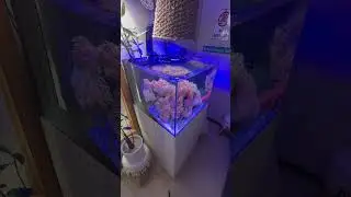 Tap on the 👆LINK ABOVE👆 to Watch the Full Video of The SIMPLEST Reef Tank You've EVER Seen