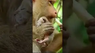 Unlikely Friendship: Female Monkey Adopts and Cares for Lion's Newborn Cub |