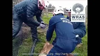 Punnets Town Fallow Buck Rescue 11th Nov 2025