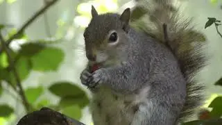 Squirrel Film