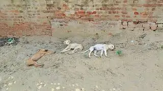 Dongs in relax mode