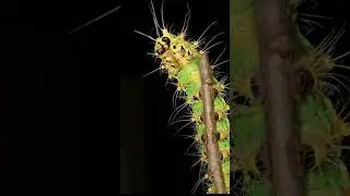 GIANT Green JEWEL Undergoes a Silent TRANSFORMATION ASMR