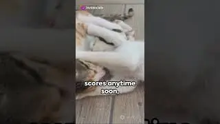 Kitten Arcade Furry Felines in Action #kitty  #keşfet #reels #babycat #animals #keşfetbeni&ouml;ne&ccedil;ıkar