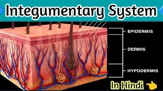 Integumentary System notes || Appendage of skin , Hair, Nails, sweat gland In hindi
