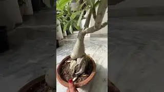 Adenium white flower #adenium #adeniumcare #flowers #bonsai #flowers #white #plants #shorts #viral