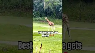 Best nickname get pinned 📍 #nickname #australiazoo #edit #aura #fyp #animals #australiananimals