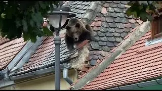 Un urs s-a plimbat trei ore pe strazile din Sibiu iar apoi a fost impuscat | novatv.ro
