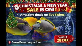 🎄 Christmas & New Year Fish Sale 🎉 | Stunning Live Fishes You Must See!