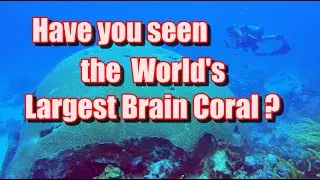 Погружение в кораллы Brain Coral в Келлестон-Дрейн в Спейсайде с Мэрион, Наадирой и друзьями &mdash; март 2022 г.
