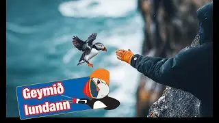 Episode 222: Puffin Patrol: Throwing Puffins off a Cliff