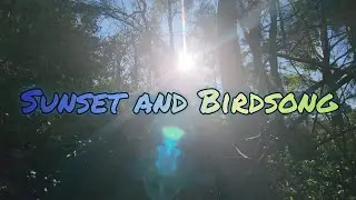 Sunset & Birdsong NSW, Australia: Deep Relaxation, Sleep, and Stress Relief [4K Nature Sounds] ASMR 